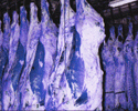 neptune meat poultry